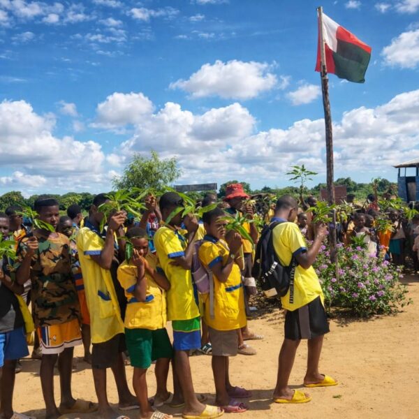 Plantation de manguiers